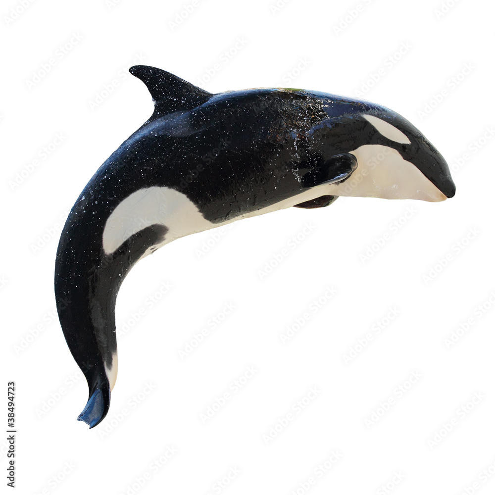 Leaping Killer Whale, Orcinus Orca - obrazy, fototapety, plakaty 