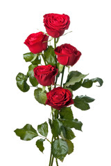 Wall Mural - beautiful close-up red rose over white background