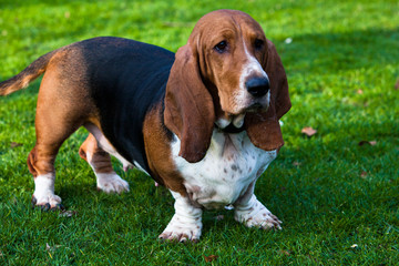 Canvas Print - Basset Hound