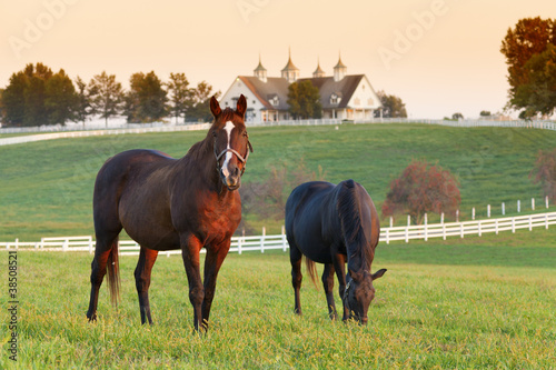 Obrazy konie  stadnina-koni
