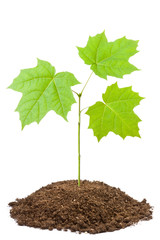 green sapling of young maple