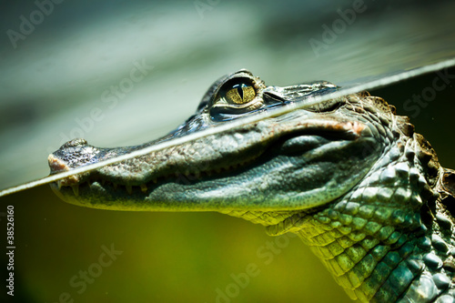 Plakat Caiman crocodilus