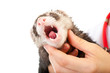 Veterinarian examines a patient ferret