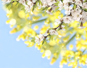 Canvas Print - Flowers of cherry