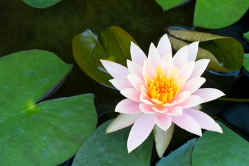 Wall Mural - pink water lily