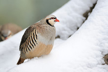 Partridge In Winter