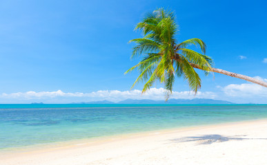 Wall Mural - beach with coconut palm and sea