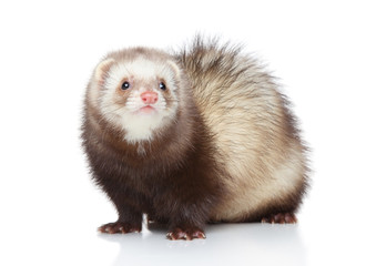 Canvas Print - Ferret posing on a white background