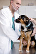 © .shock - veterinarian and assistant in a small animal clinic