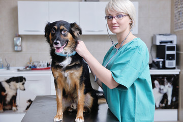 Wall Mural - veterinarian and assistant in a small animal clinic