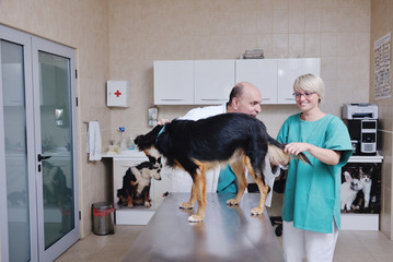 Wall Mural - veterinarian and assistant in a small animal clinic