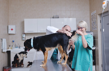 Wall Mural - veterinarian and assistant in a small animal clinic