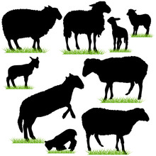 Sheep And Lambs Silhouettes Set