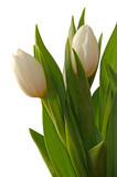 Fototapeta Tulipany - weiße Tulpen
