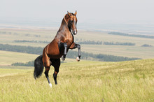 Bay Akhal-teke Horse Stallion Rearing On The Field