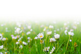 Fototapeta Tulipany - Grass with white daisies against a white background