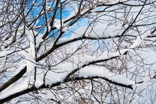 Tree Branches Snow