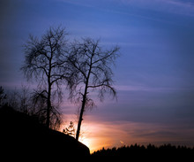 Bare Trees At Sunset