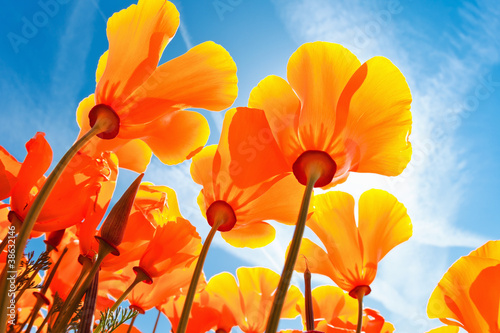 Beautiful Spring Flowers