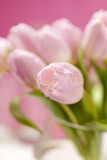 Fototapeta Tulipany - pink tulips in the vase