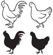 rooster (cock) and chicken