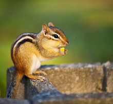 Wild Chipmunk Eating Nut