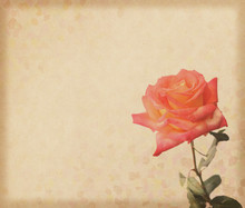 Roses Design In Grunge And Retro Style