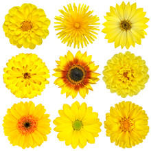 Collection Of Yellow Flowers Isolated On White