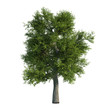 Oak Tree CG