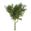 Platanus Tree CG