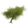 Willow tree CG