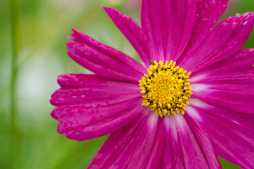 Wall Mural - Single cosmos flower