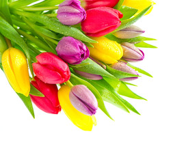 Sticker - colorful bouquet of fresh spring tulip flowers with water drops