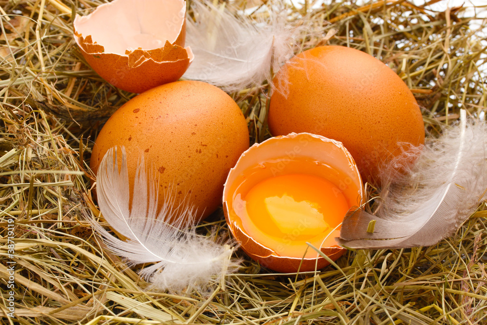 chicken eggs in a nest closeup