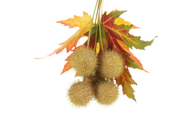 balls of maple seeds and autumn leaves isolated on white