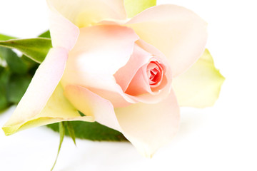 soft pink rose in closeup