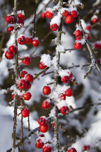 Snow Dusted Red Berries