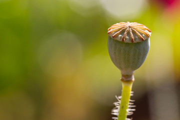 Wall Mural - bud of opium flower