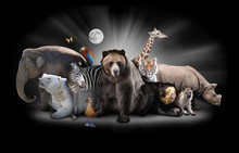 Zoo Animals At Night With Black Background
