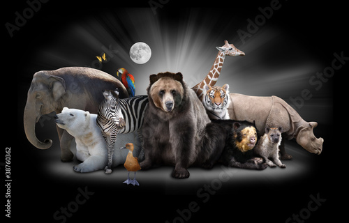 Fotografie, Obraz Zoo Animals at Night with Black Background