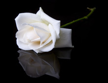 Single Fallen White Rose On Black Background