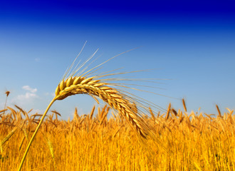 Wall Mural - Wheat field against a blue sky