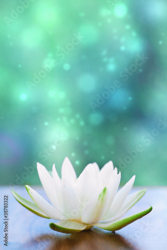Plakat biała woda kwiat lilly