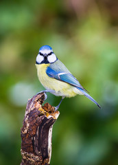 Wall Mural - Blue Tit (Cyanistes caeruleus)