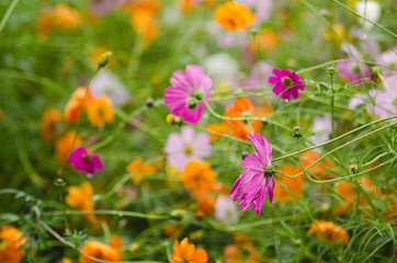 Wall Mural - A field with fading cosmos flowers