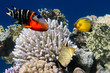 Photo of a coral colony on a reef 