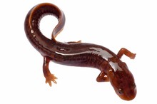 Chinese Tsitou Salamander Newt