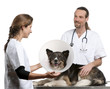 © Eric Isselée - Vets putting a space collar on a Border collie in front of white