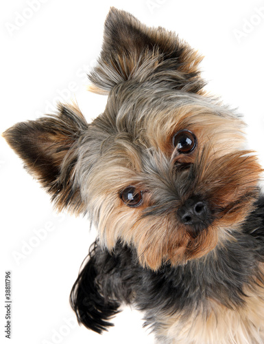 Fototapeta na wymiar portrait of Yorkshire Terrier in front