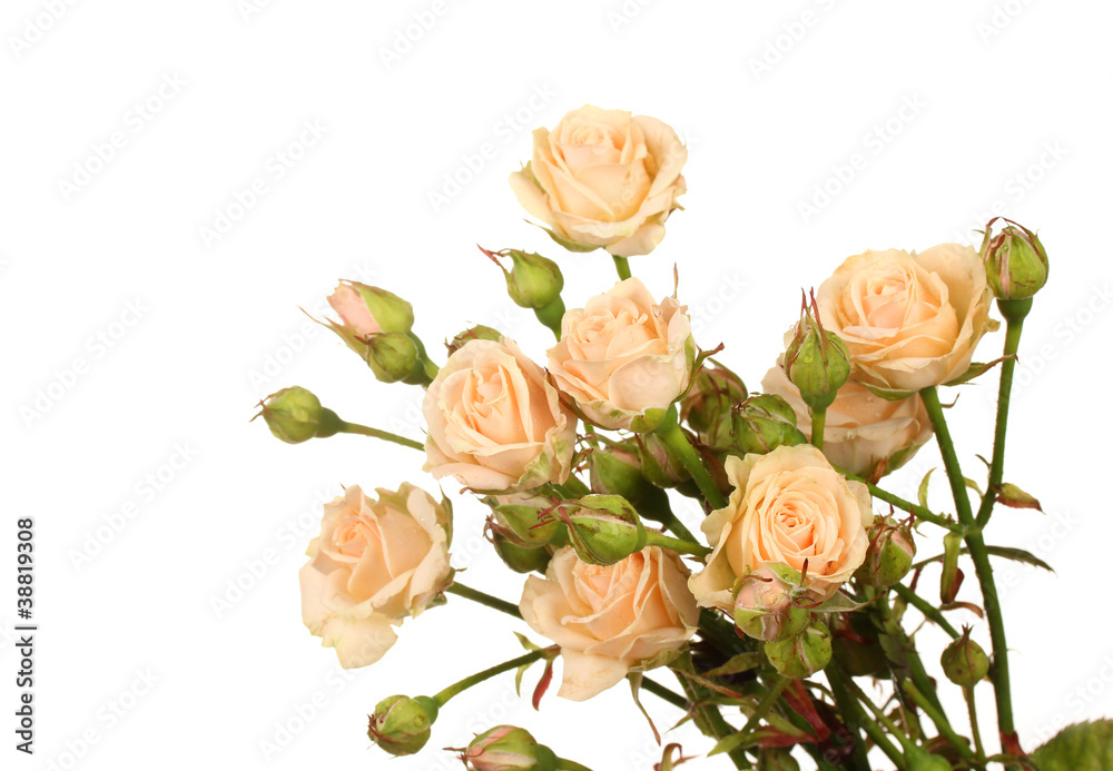 Small roses isolated on white